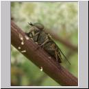 Tabanus bromius - Bremse 06a.jpg